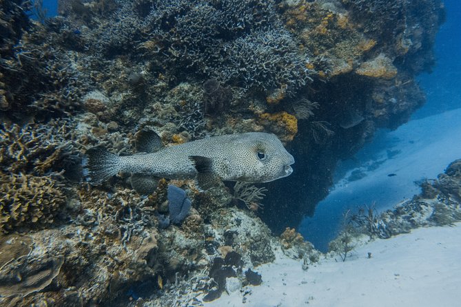 Open Water Course Cozumel - Reviews & Considerations
