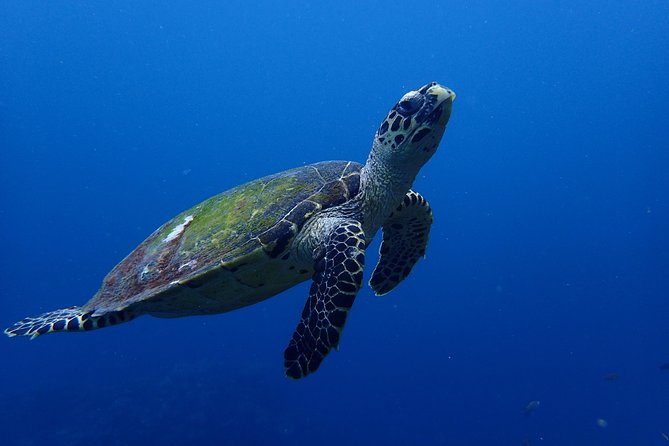 Open Water Course in Nusa Lembongan - Get Certified on Remote Island (Next Bali) - Meeting Point and Start Time