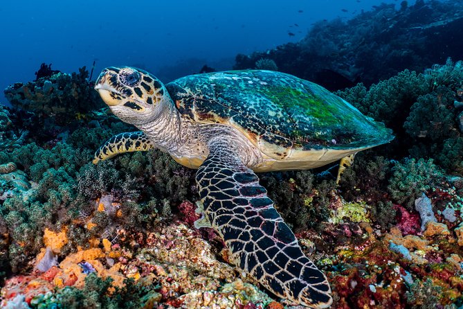 Open Water Course in Pemuteran - Get Certified in Bali - Course Structure and Schedule
