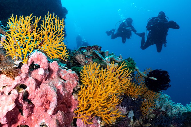 Open Water Course in Pemuteran - Get Certified in Bali - Fees and Costs