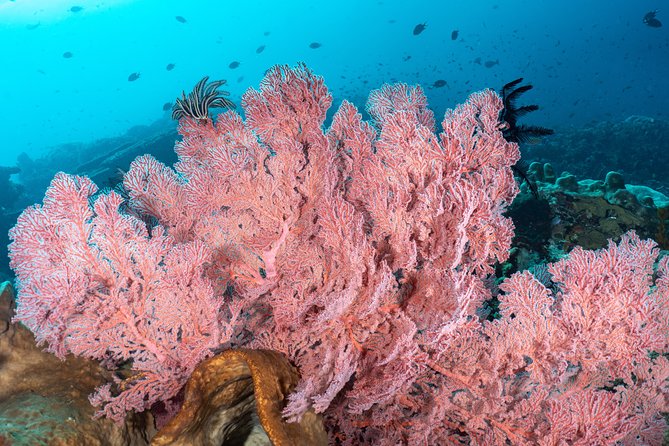 Open Water Course in Pemuteran - Get Certified in Bali - How to Book