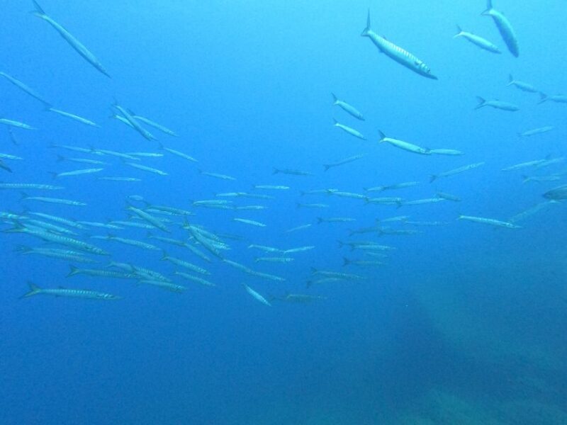 Open Water Diver 1st Level Course in Villasimius - Duration and Price