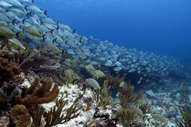 Open Water Diver 2-Day PADI Course in Playa Del Carmen - Included in the Price