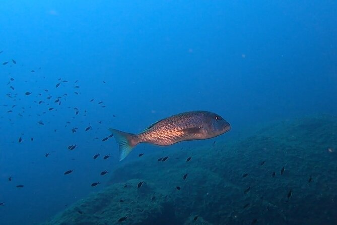 Open Water Diver Course - Booking Information