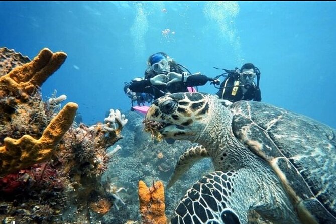 Open Water Diver Course - Schedule