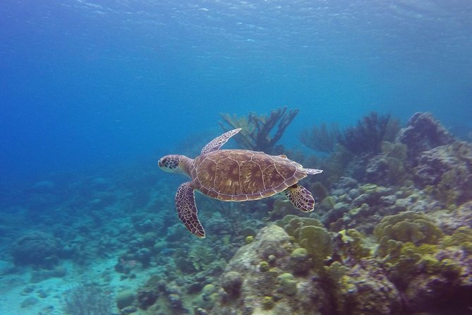 Open Water Diver Course at Blue Bay Dive in Curacao - Pickup Information