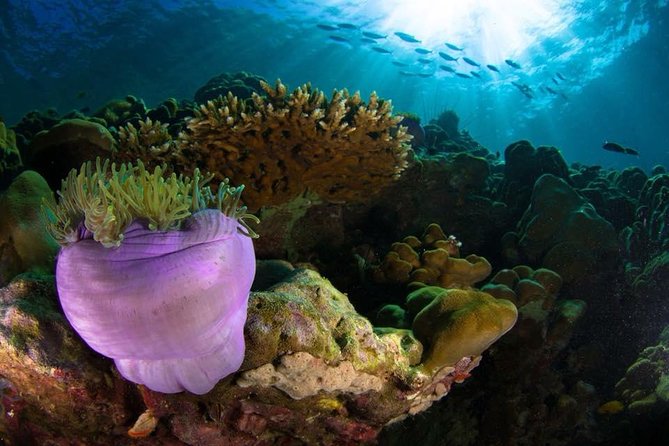Open Water Diver Course - Meeting and End Points