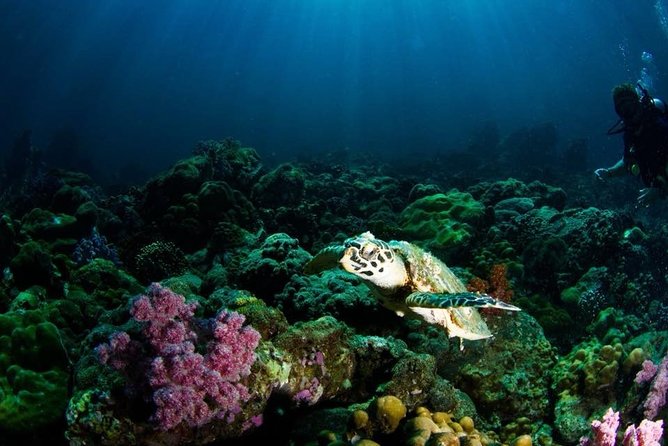 Open Water Diver Course - Health and Safety Considerations