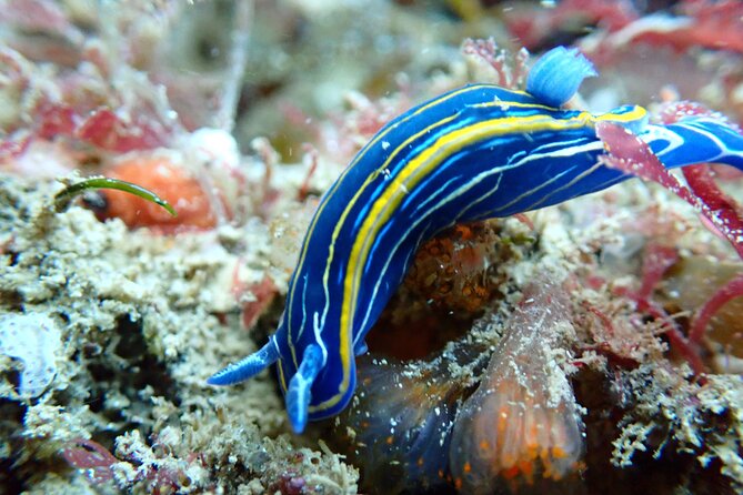 Open Water Diver Course in Arrabida Natural Park (Near Lisbon) - Inclusions and Amenities