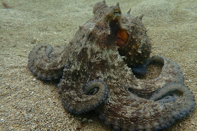 Open Water Diver Course in Arrabida Natural Park (Near Lisbon) - Health and Safety Guidelines