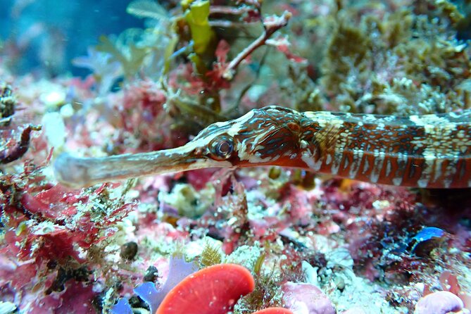 Open Water Diver Course in Arrabida Natural Park (Near Lisbon) - Reviews and Ratings