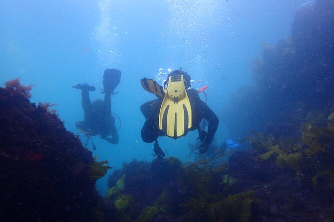 Open Water Diver Course in Arrabida Natural Park (Near Lisbon) - Pricing Information