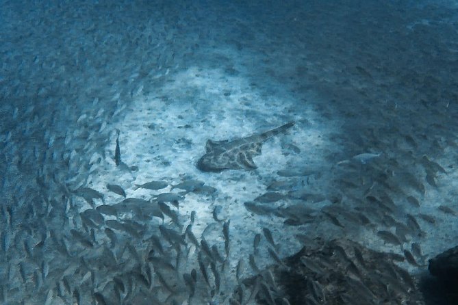 Open Water Diver Scuba Diving Course in Puerto De Mogan - Pickup Options