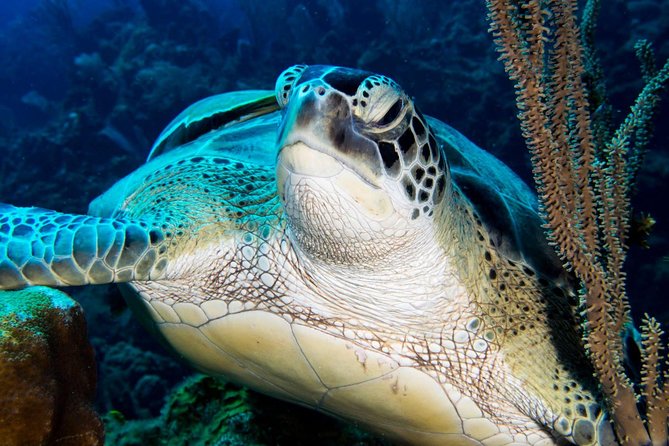 Open Water Scuba Course - Snorkeling Equipment