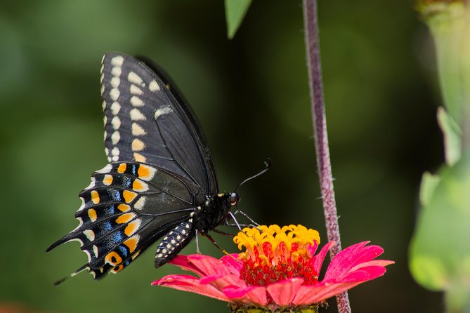 Openwork Butterfly Garden - Booking and Cancellation Policy