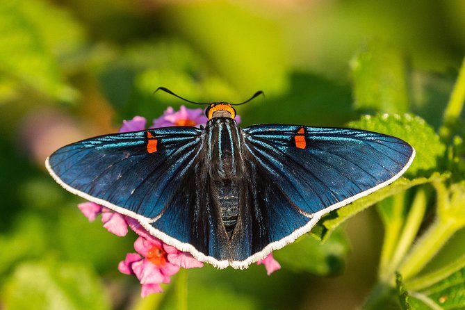 Openwork Butterfly Garden - Discovering Central Mexico