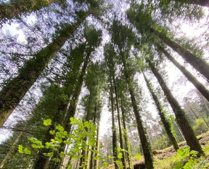 Oporto: Challenging Trail to Marão Mountain With Picnic - Pricing and Availability