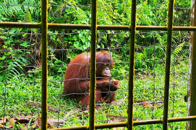Orang Utan Island Day Tour (Bukit Merah) - Meeting and Pickup