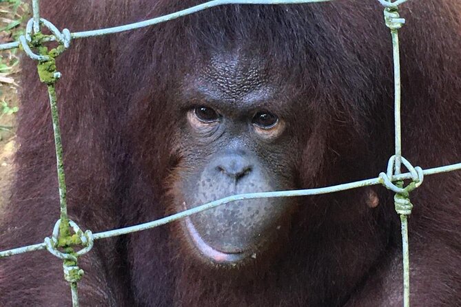 Orang Utan Island Day Tour - Pricing and Cancellation
