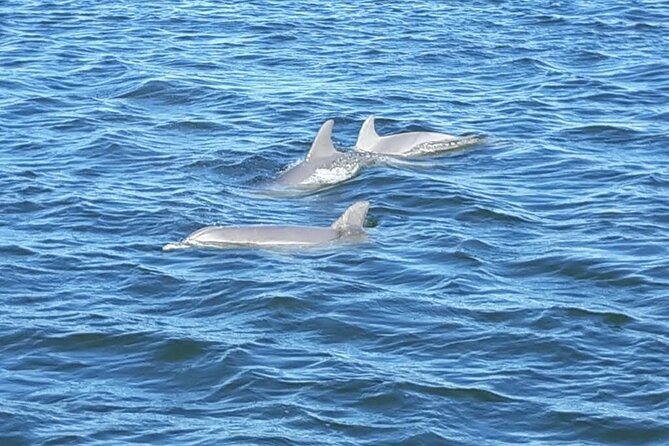 Orange Beach Dolphin Eco Boat Tour - Tour Details