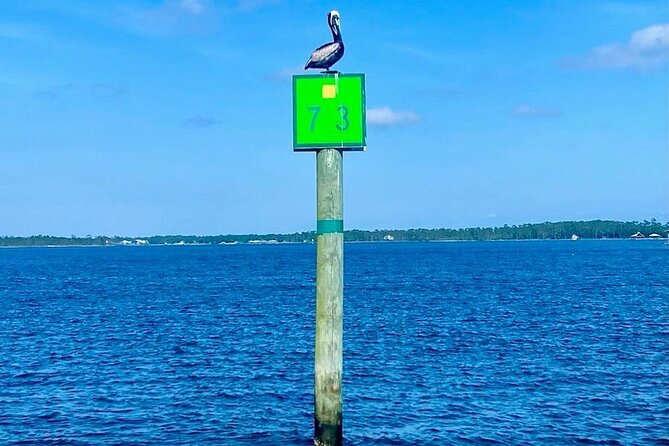 Orange Beach Dolphin Eco Boat Tour - Exploring Orange Beachs Ecosystem