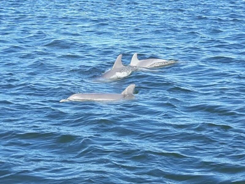 Orange Beach: Dolphin-Watching Sunset Catamaran Cruise - Suitability and Restrictions