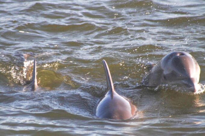 Orange Beach: Dolphin-Watching Sunset Catamaran Cruise - Booking and Cancellation Policy
