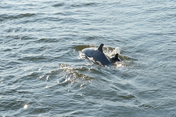 Orange Beach Sun and Sailing Cruise Aboard Catamaran - Additional Details