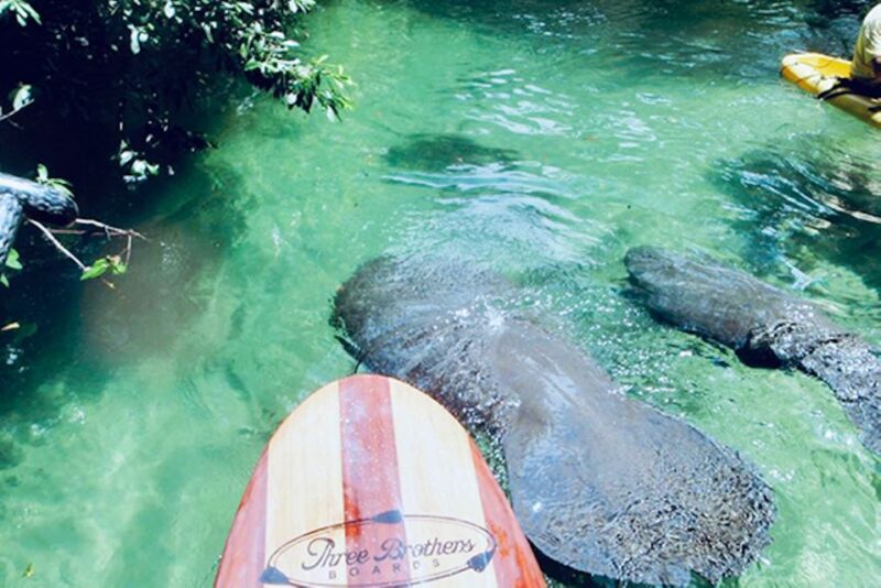 Orange City: Blue Spring State Park SUP & Kayaking Tour - Customer Reviews and Feedback