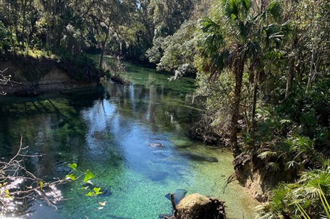 Orange City: Blue Spring State Park SUP & Kayaking Tour - What to Expect on the Tour