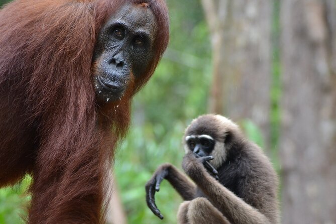 Orangutan Houseboat Kelotok Tanjung Puting 3 Days Share Cost - Key Points