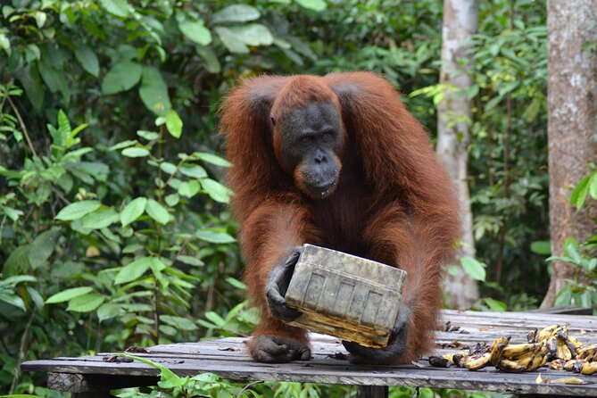 Orangutan Houseboat Kelotok Tanjung Puting 3 Days Share Cost - Pricing Structure