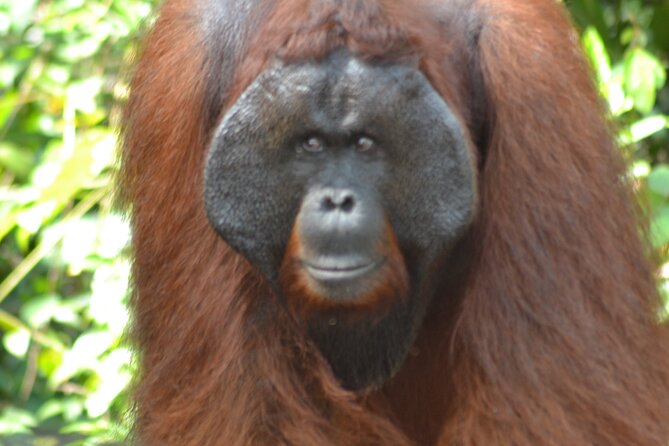 Orangutan Houseboat Kelotok Tanjung Puting 3 Days Share Cost - Guest Experiences
