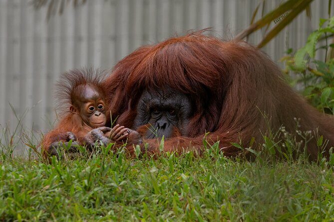 Orangutan Island, A Responsible Wildlife Sanctuary Experience - Key Points