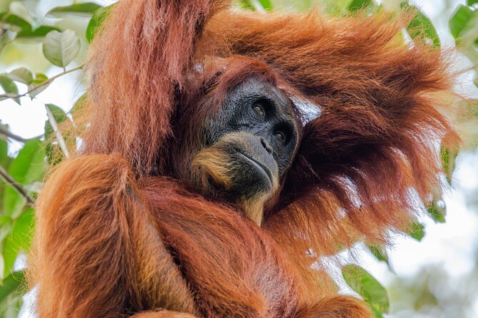 Orangutan Jungle Trek: 3 Day Adventure in Bukit Lawang, Sumatra - Meeting Point and Pickup