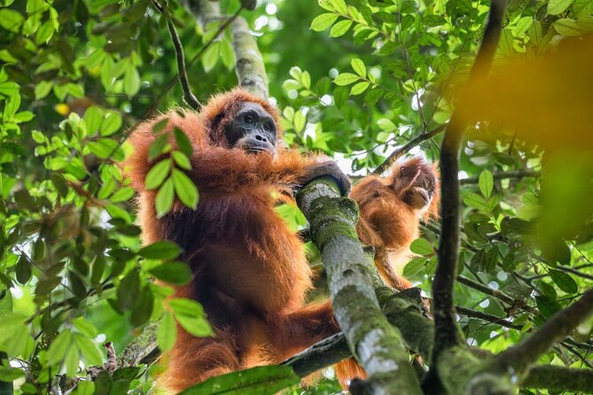 Orangutan Jungle Trek: 3 Day Adventure in Bukit Lawang, Sumatra - Participant Restrictions