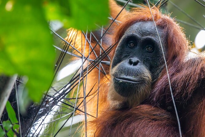 Orangutan Jungle Trek: 3 Day Adventure in Bukit Lawang, Sumatra - Fitness Level Requirements