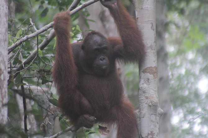Orangutan Safari Kelotok Houseboat 3 Days 2 Nights Private - Relaxation Under the Stars