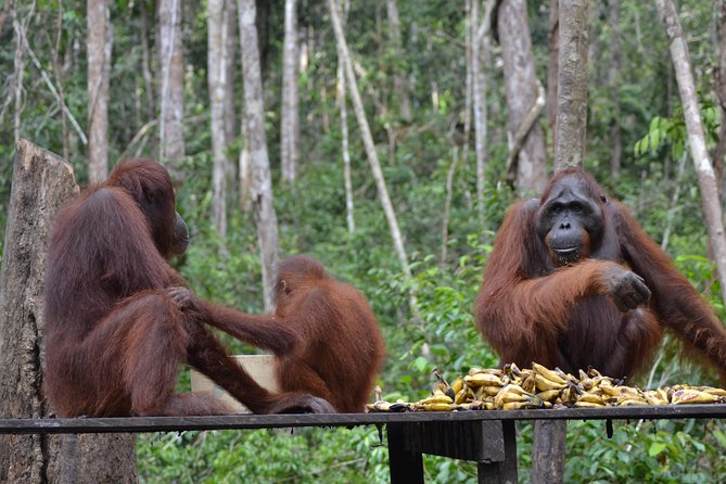 Orangutan Tanjung Puting Day Trip - Additional Information