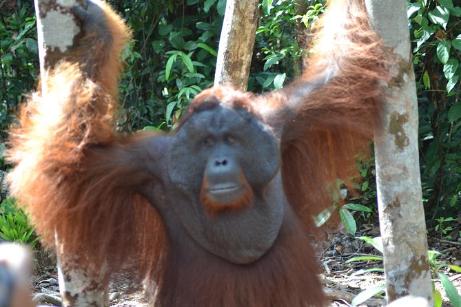 Orangutan Tanjung Puting Day Trip - Cancellation and Pricing