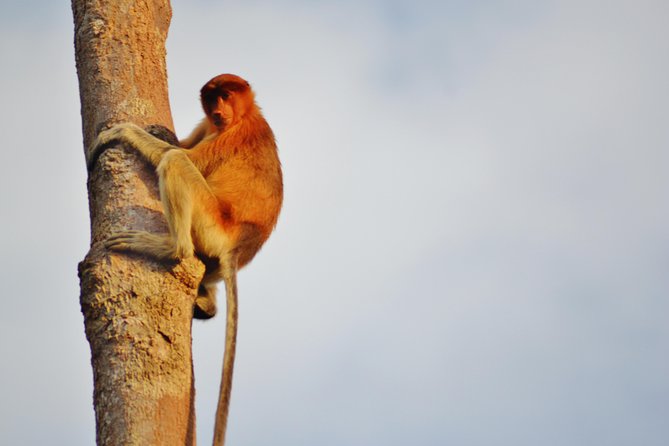 Orangutan Tanjung Puting Day Trip - Highlights of the Tour
