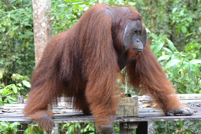 Orangutan Tanjung Puting Day Trip - Preparing for the Trip