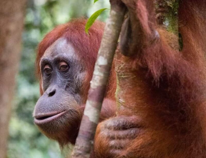 Orangutan Tour : Jungle Trekking in Sumatra - Exploring Bukit Lawang