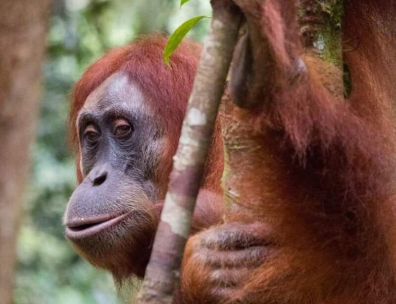 Orangutan Tour : Jungle Trekking in Sumatra - Inclusions and Restrictions