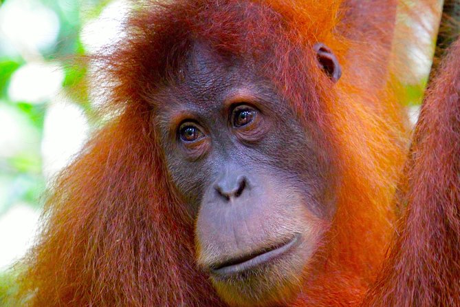 ORANGUTAN TREK (2D/1N) by EcoTravel Bukit Lawang - Included Services
