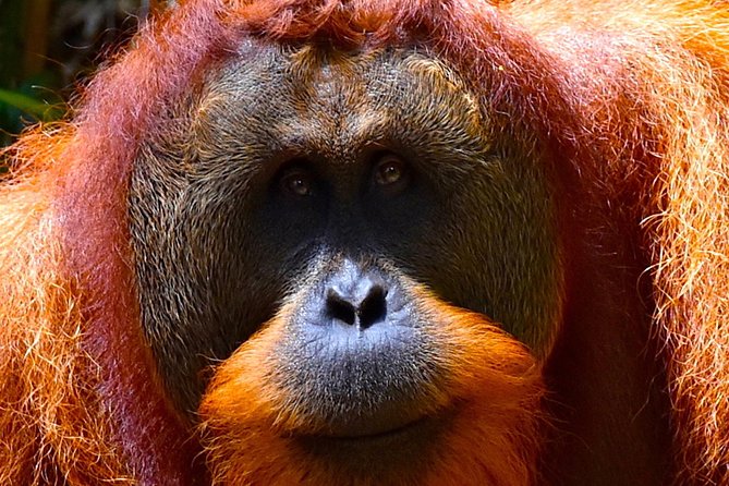 ORANGUTAN TREK (2D/1N) by EcoTravel Bukit Lawang - Suitability and Limitations