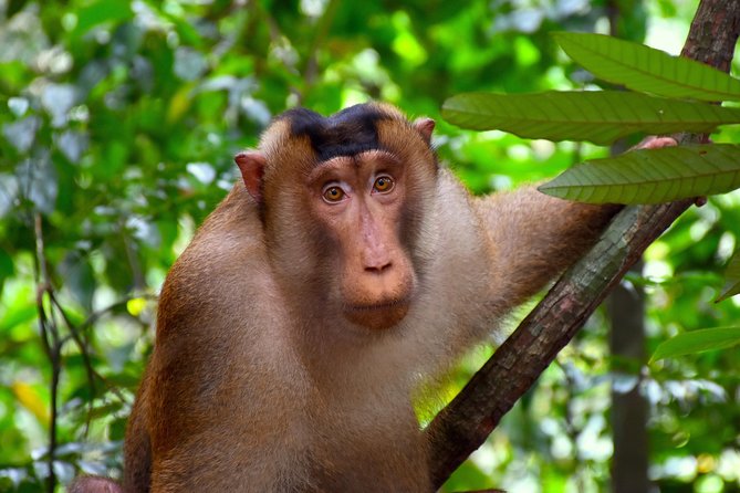 ORANGUTAN TREK (2D/1N) by EcoTravel Bukit Lawang - Payment and Dietary Options