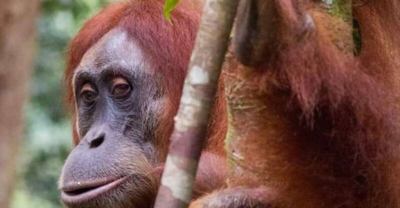 Orangutan Trip: Exploring Wildlife in the Jungle - Key Points
