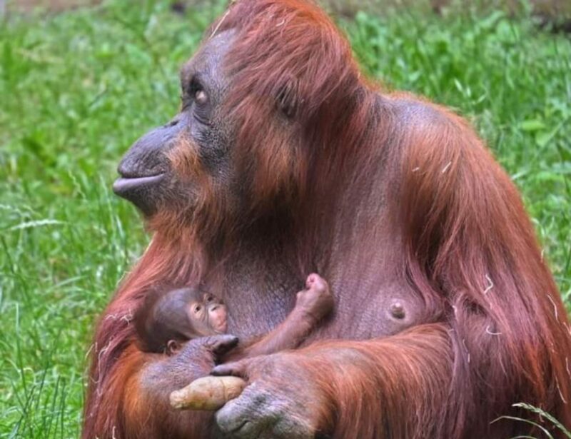 Orangutan Trip: Exploring Wildlife in the Jungle - Wildlife Experience and Highlights