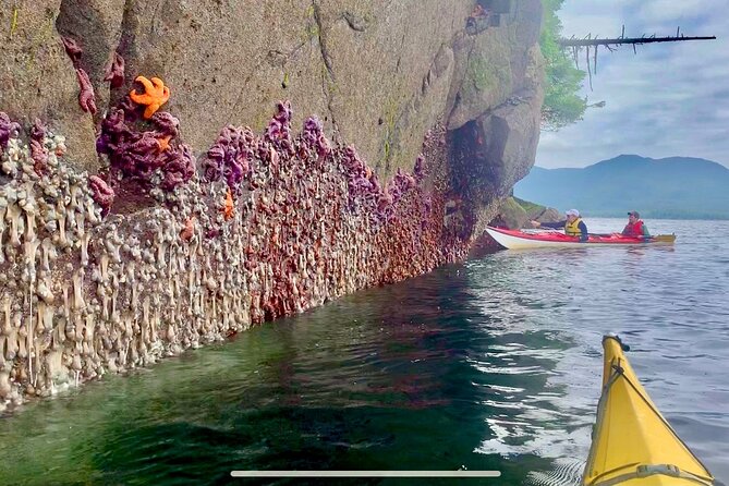 Orca Cove Sea Kayaking - Overview of the Experience